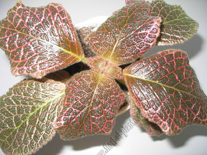 episcia Chocolate cream 3 - EPISCIA