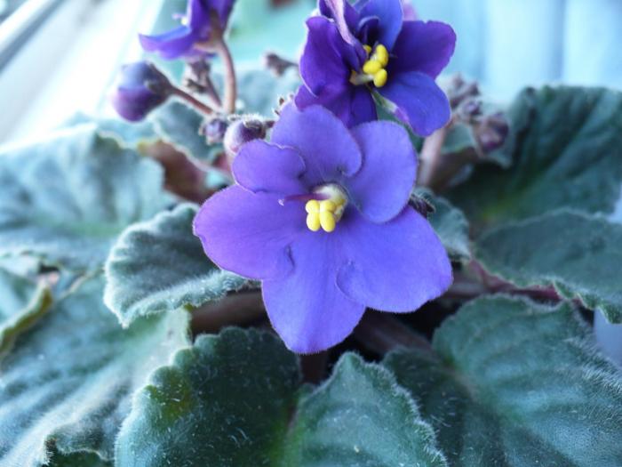 P1060054 - Violete africane