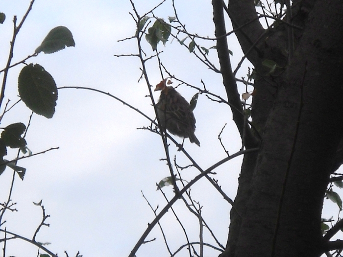 Picture 260 - aspecte insecte si alte vietati de prin paduri si parcuri