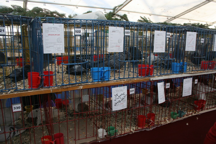 EXPO-PAS Suceava 2009 - EXPO PAS Suceava 2009