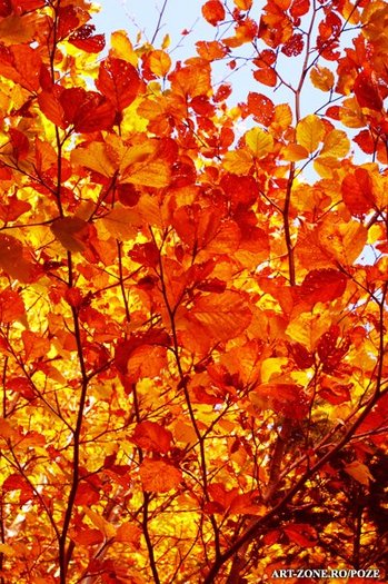 autumn_colors - peisaju cu toamna