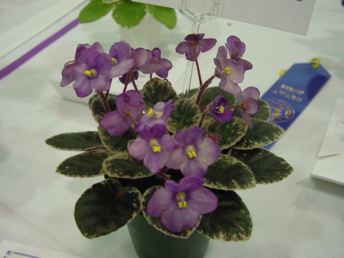 Symphonette_2005avsa_2 - violete de pe net 1