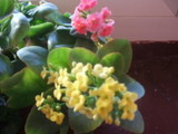 kalanchoe galbena si roza - Flori