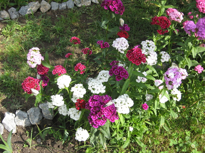 garofite chinezesti; garofite chinezesti
