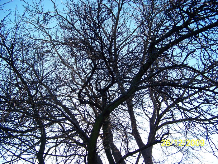 100_7990 - Sfarsit de decembrie 2009