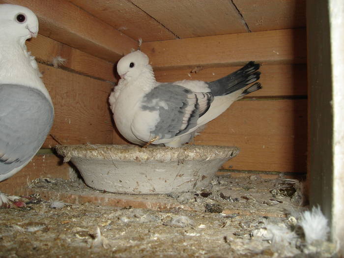 53 - C Porumbei Blueti si Satineti Vechi