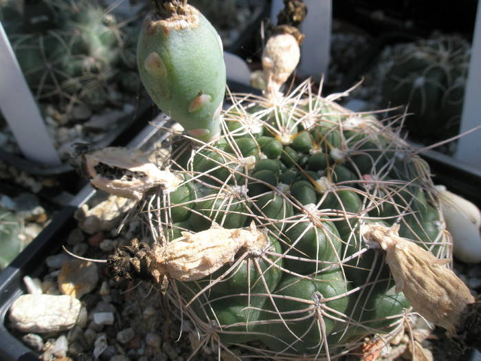 fructe de Gymnocalycium cu spin central - FRUCTE de cactusi si suculente