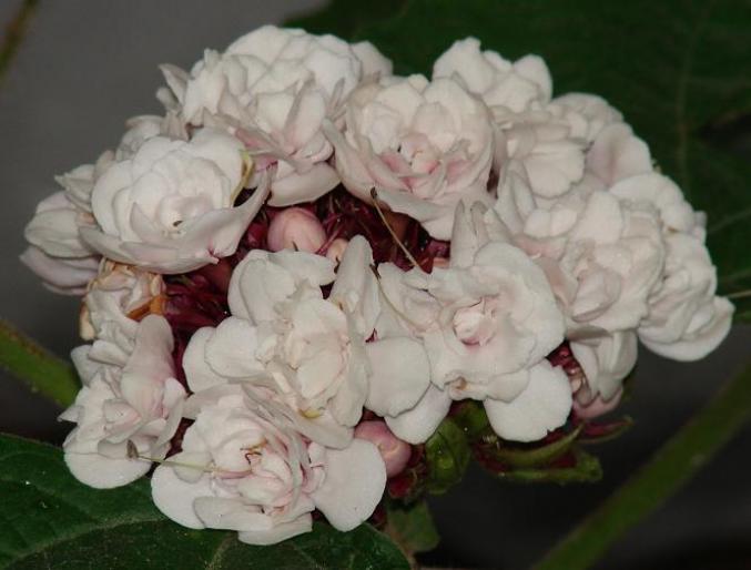 Clerodendron phillipinum; a doua floare din 2007
