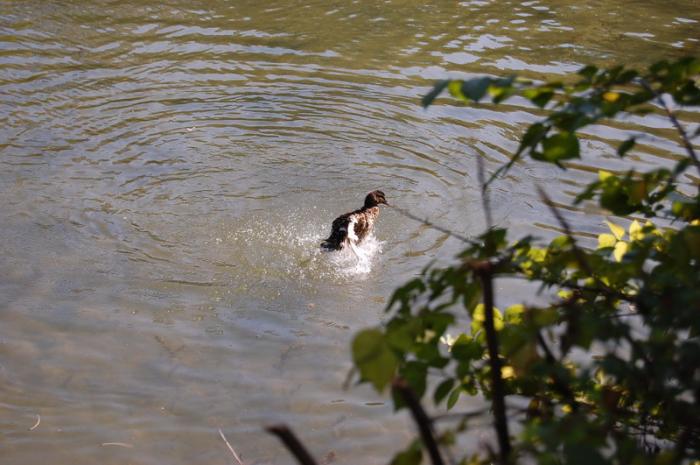 DSC_0247_resize - Bois de coulogne