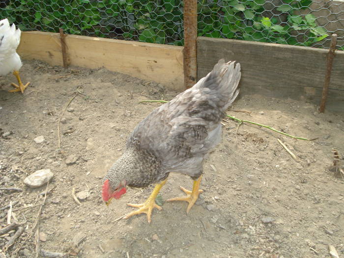 DSC02821 - GAINI 2009