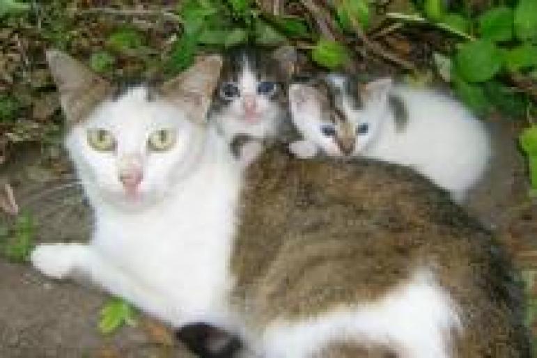 pisica7 - Pisici