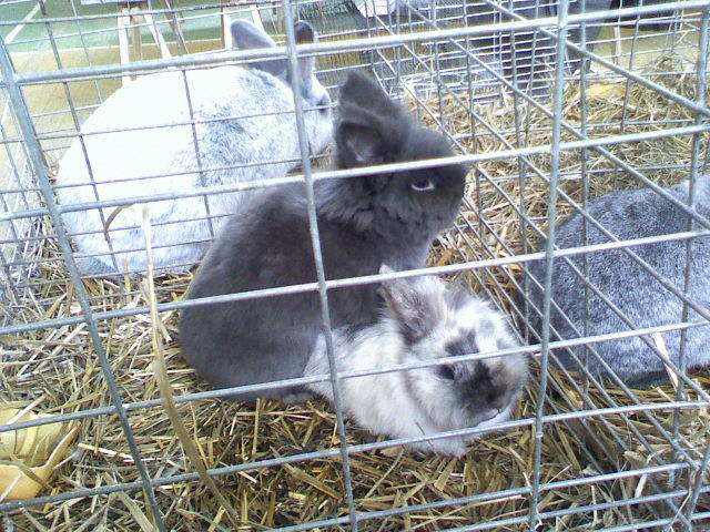 Copy (2) of 021509100134 - Expo Tg Secuiesc 15 02 09