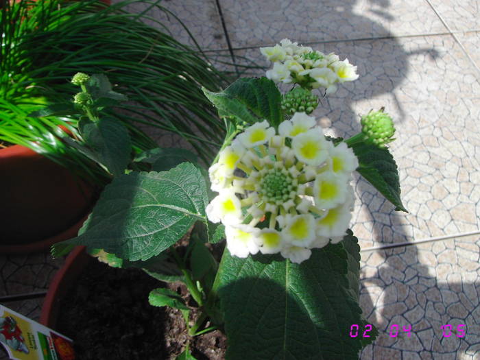 Lantana galbena - Flori de gradina 2009