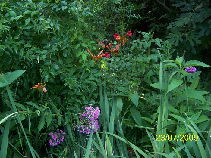100_8499 - Iulie 2