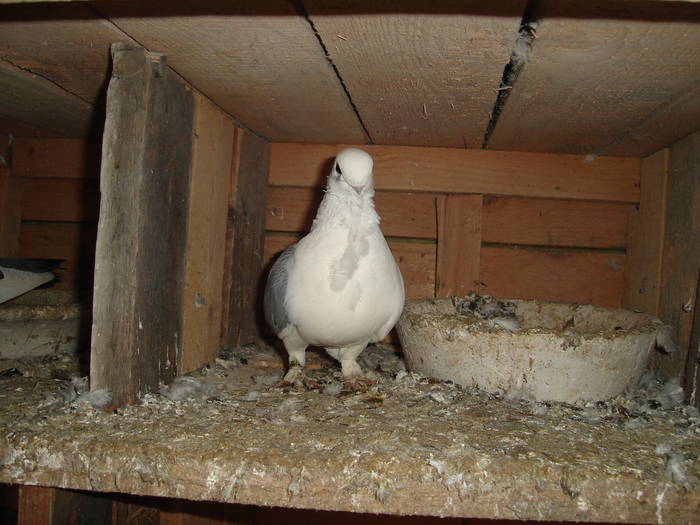 72 - C Porumbei Blueti si Satineti Vechi