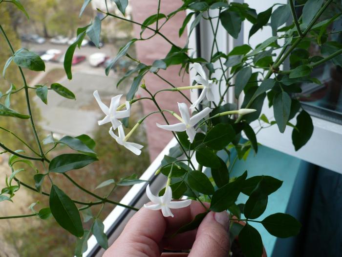 P1060129 - Alte plante