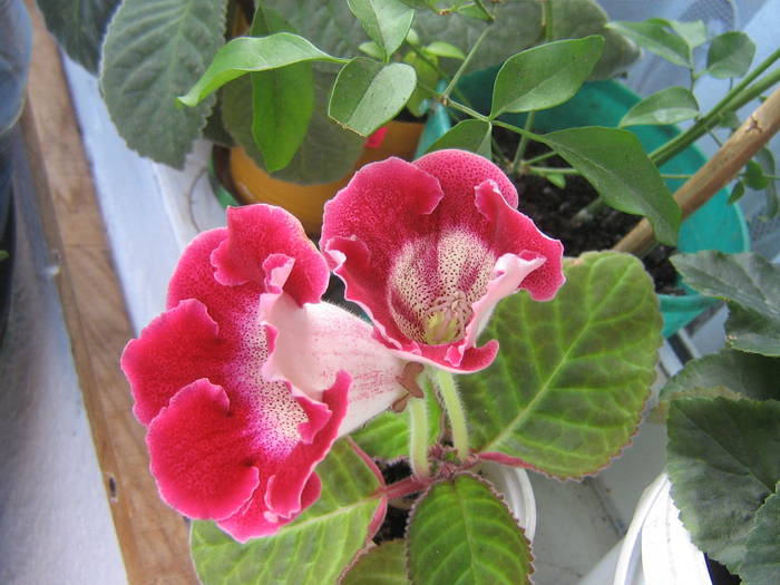 IMG_1964; gloxinie
