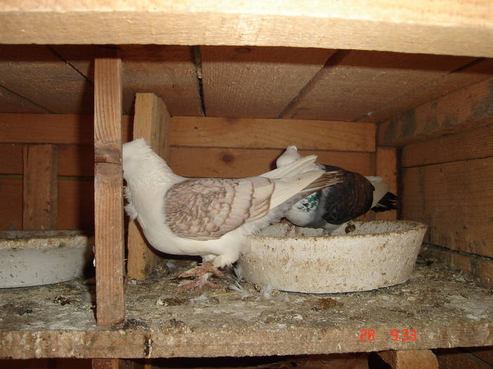 77 - C Porumbei Blueti si Satineti Vechi