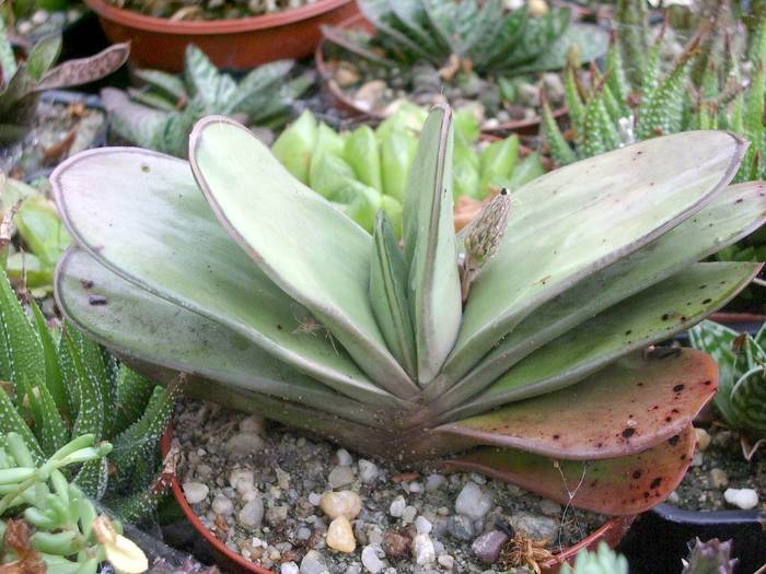  - Haworthia - Gasteria