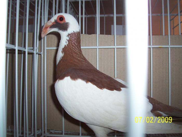 Expo Oradea 2009 062