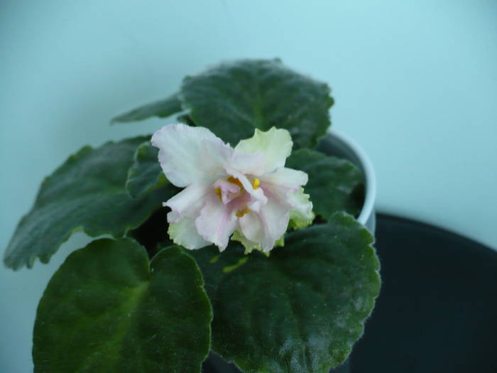 P1150213 - Saintpaulia - violete de camera