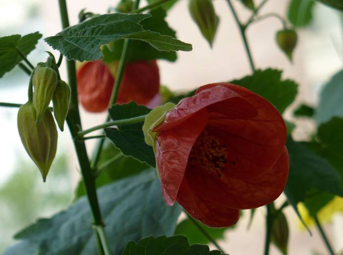 P1130323 - ABUTILONI