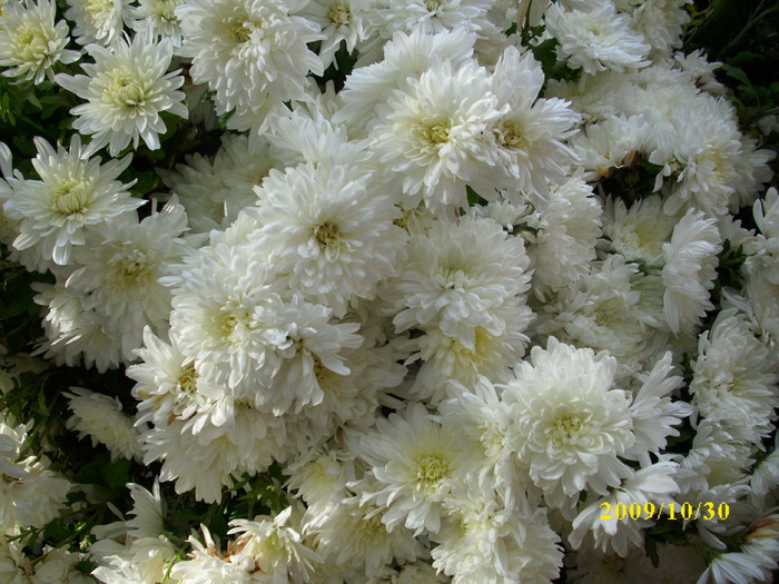DSCI2071 - crizanteme