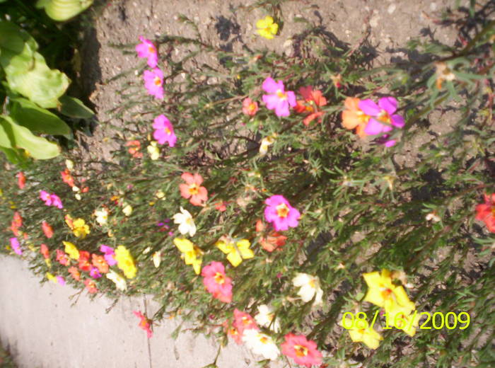 Flori de piatra - F L O R I de tot felul 2009