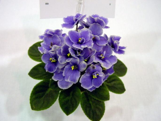 Frosted_Denim_2005avsa - violete de pe net