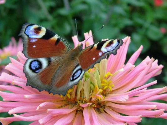 charming-butterfly