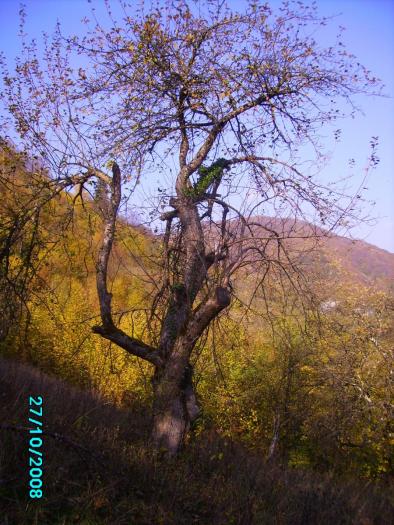 IMG_4985 - Siluete de copaci