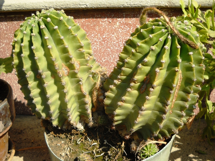 Picture 067 - flori dragute