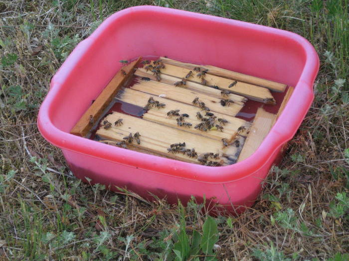 IMG_3450 - salcim I si II 2009