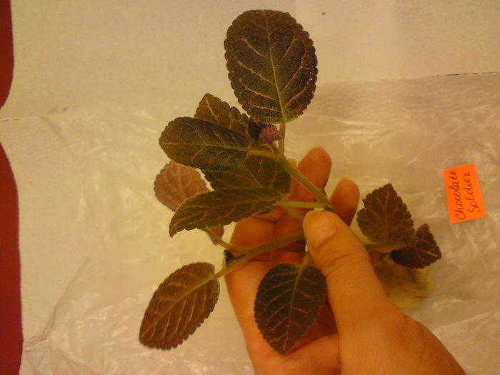 Episcia Lituania - Chocolate Soldier; Episcia Lituania - Chocolate Soldier
