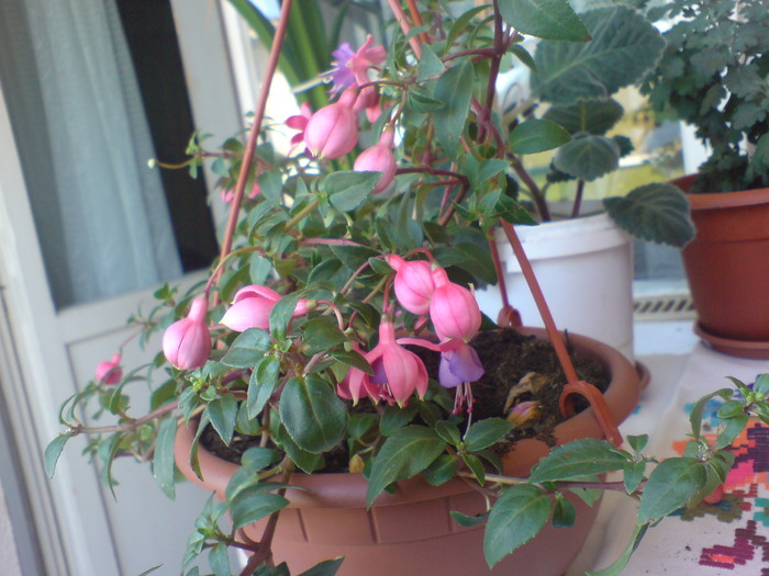 Fuchsia - Plantele mele 2009-2010