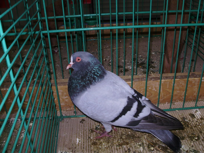 8438 sk 1
