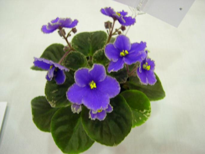 Definitely_Darryl_2005avsa - violete de pe net