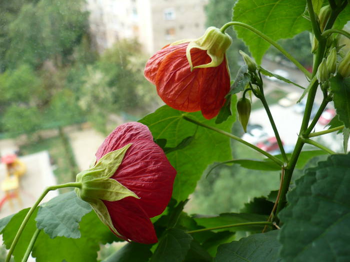 P1120365 - ABUTILONI