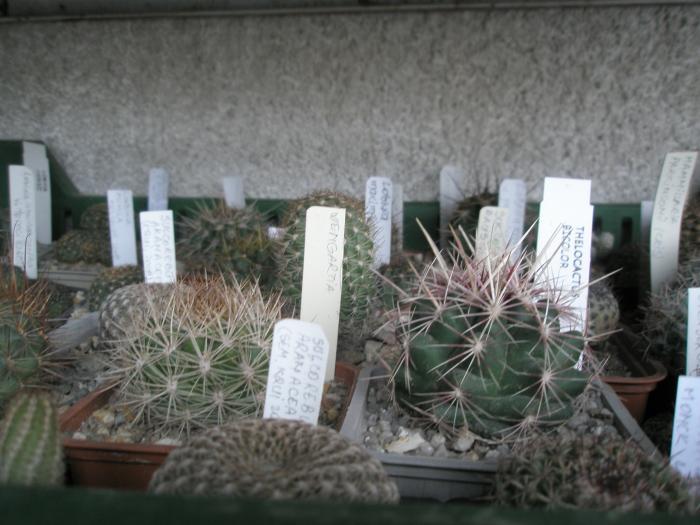 P1100034 - cactusi la iernat 2008-2009