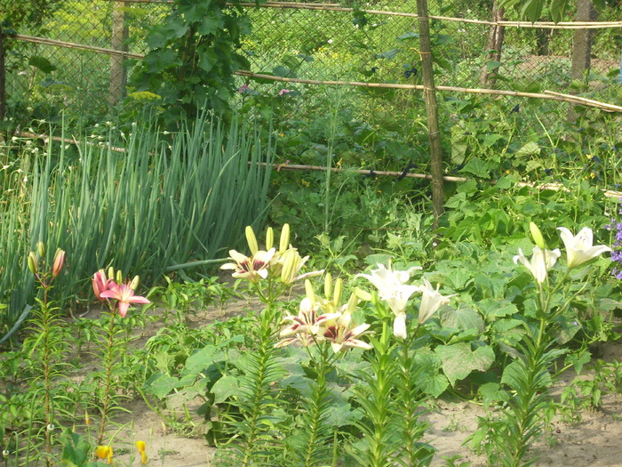 DSCI0906 - flori din gradina mea