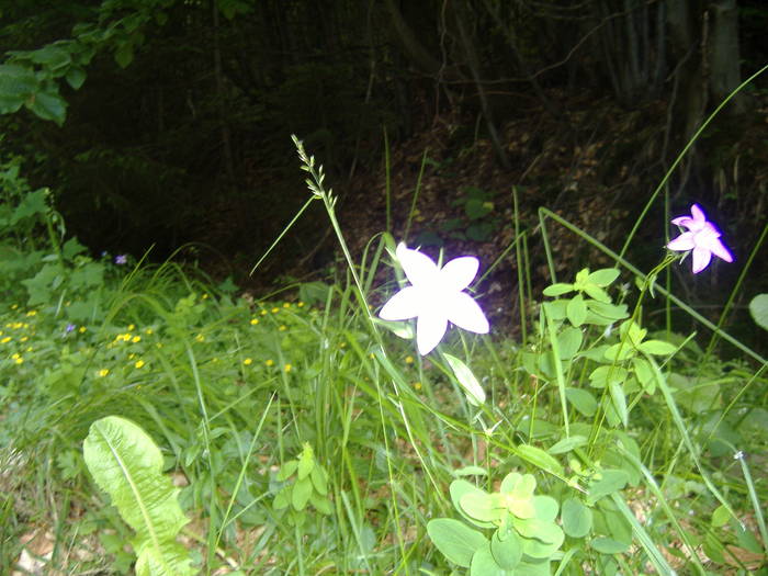 DSCF6078