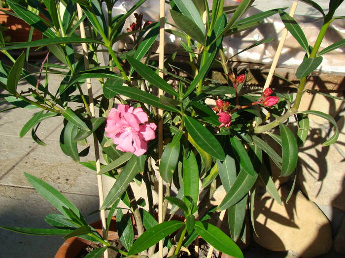 leandru 1 - FLORILE MELE 2009