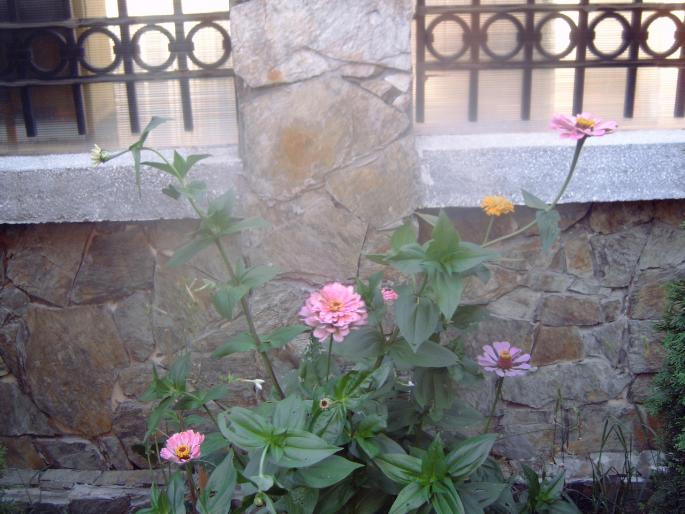 carciumarese - Plantele mele de terasa si exterior