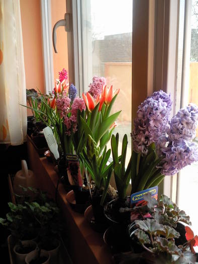 plante primavara 09 - Plante primavaratice