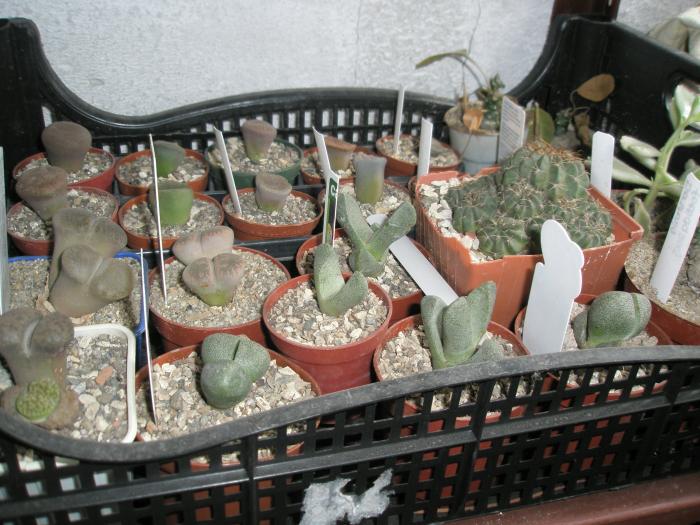 Lithopsi si Pleiospilos - cactusi la iernat 2008-2009