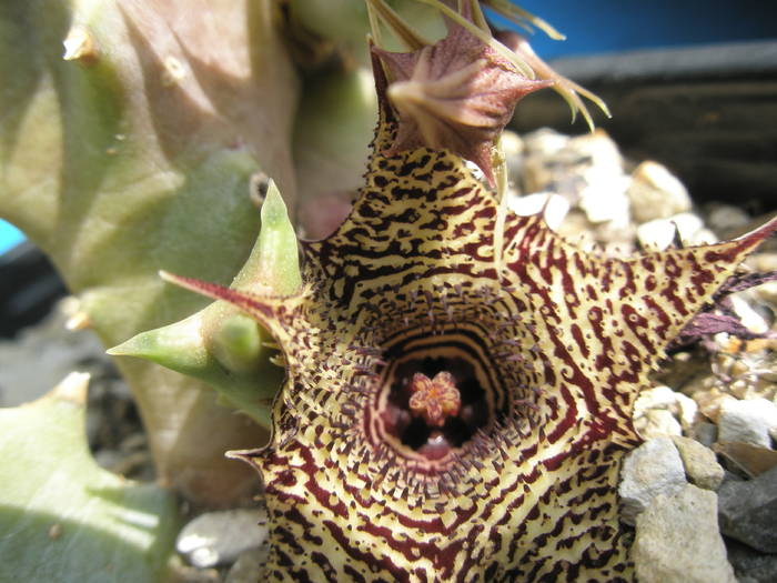 Huernia thuretii -  floare - Asclepidiacee 2009