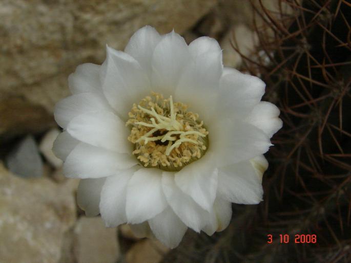 Echinopsis leucantha