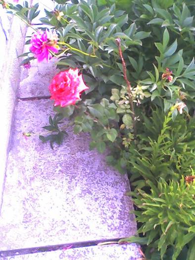 trandafiri de un an grad fata, 01 iulie 2009 - Flori in livada paradisiaca si zona