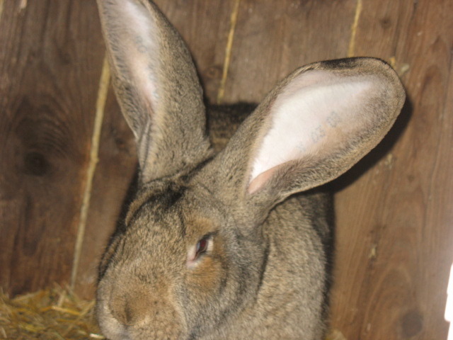 Picture 1589 - iepuri rasa