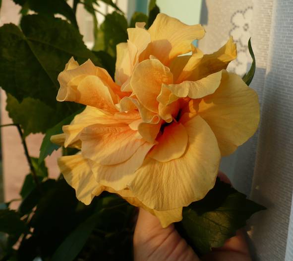 P1150166